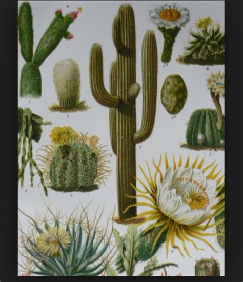 It is also common in whipple mountain areas of california. Saguaro, State Flower of Arizona #botany #art | Cactus ...