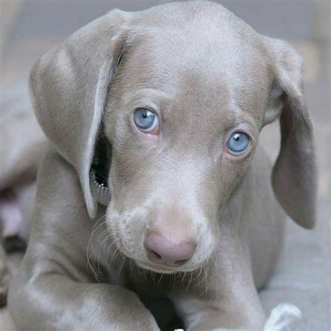 15 Amazing Facts About Weimaraners You Probably Never Knew | The Dogman