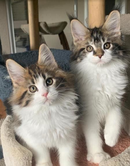In this maine coon kitten 101 video, you'll find out everything about maine coon kittens: Maine Coon Kittens Southern California