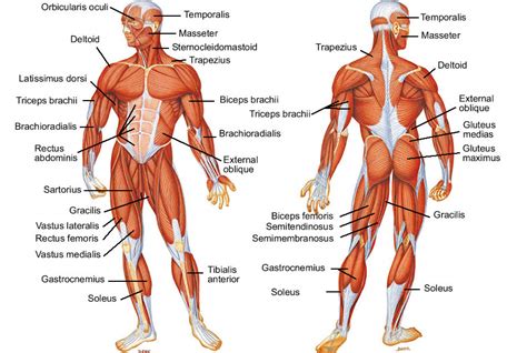 Posterior full body muscular system diagram. Muscular Strength Is Associated with Lower Cancer ...