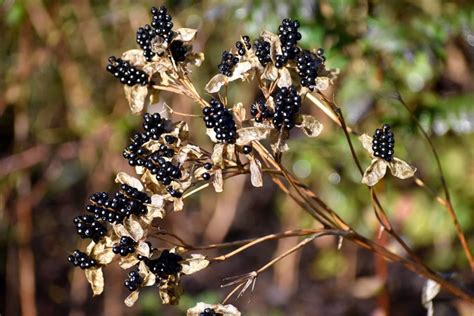 Blackberry lily is a perennial herbaceous plant belonging to the genus 'iris domestica'. How to Grow Blackberry Lilies Although They Are Neither a ...