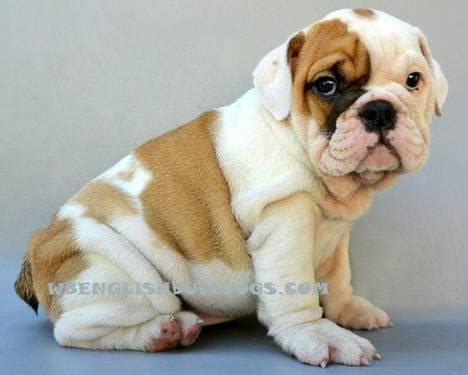 American bulldog english bulldog large: Adorable English Bulldog puppy "TINKERBELLE" for Sale in ...
