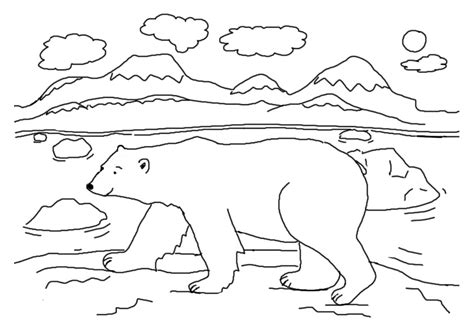 Arctic animals coloring pages for preschoolers. Polar bear coloring pages to download and print for free