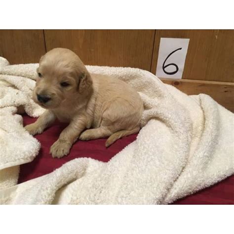 Our puppies are always happy and excited to meet new people as are we. Adorable F1 Goldendoodle Retriever puppies for Sale in ...