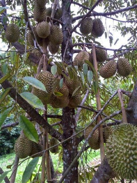 Tekan >> sini << untuk beli benih durian musang king. Durian Musang King Berbuah
