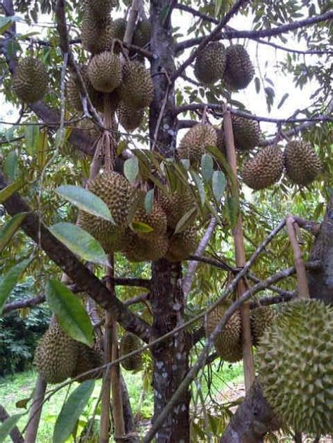 Tekan >> sini << untuk beli benih durian musang king. Durian Musang King Berbuah