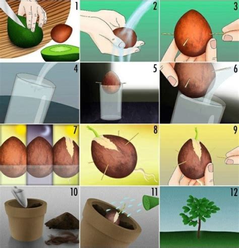 Bei mir stehen die jungpflanzen bereits von anfang an draußen an einem sonnigen, aber etwas windgeschützten platz. Avocado anpflanzen - wie kann man ein Avocado-Bäumchen züchten