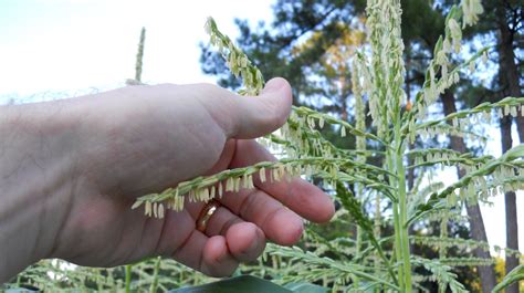 The male parts include the pollen carrying portion of the flower (highlighted in blue) and pollinators must come into contact with this area to collect pollen. Georgia Home Garden: Hand Pollinating Corn 101