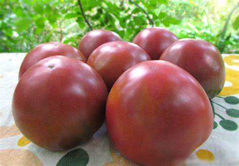 This short, determinate plant is a consistent performer and produces large flavorful slicing tomatoes with a striking red color. Black and Blue tomatoes : PERTH PRIDE Dwarf Project Tomato