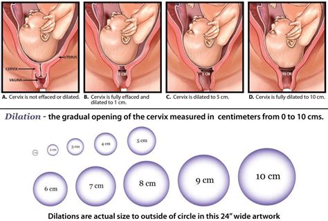 The cervix dilates in order to unblock your baby's path from and midwives will check to see how far your cervix is dilated, but you also might want to get a sense for yourself. What the Numbers Mean When You Get a Cervical Check | Baby ...