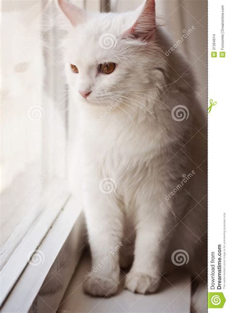 The persian is the most popular pedigreed cat in north america, if not the world. White Persian Cat By The Window Stock Photo - Image of ...