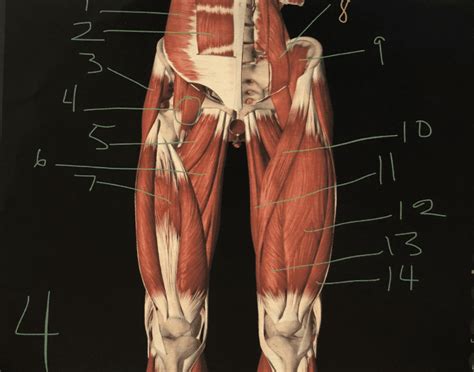 This arrangement gives the hip anatomy a large amount of motion needed for daily activities. Upper Thigh Anatomy / Upper Limb Musculature - Biology ...