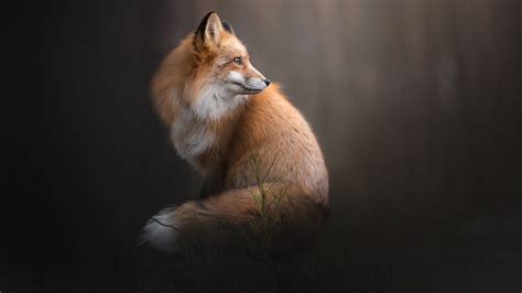 192069 1920x1080 imágenes de fondo y fondos de pantalla hd. Fondos de Pantalla 1920x1080 Zorros Animalia descargar ...