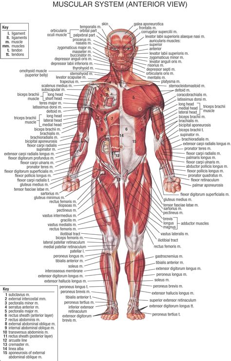 Naming skeletal muscles according to a number of criteria. Detailed Muscle Anatomy | Anterior View | Human body ...