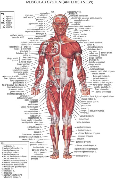 Anatomical board, anatomical body, human skeleton, anatomy of human bony system, surface anatomy, body shapes, posterior view, full body. Detailed Muscle Anatomy | Anterior View | Human body ...