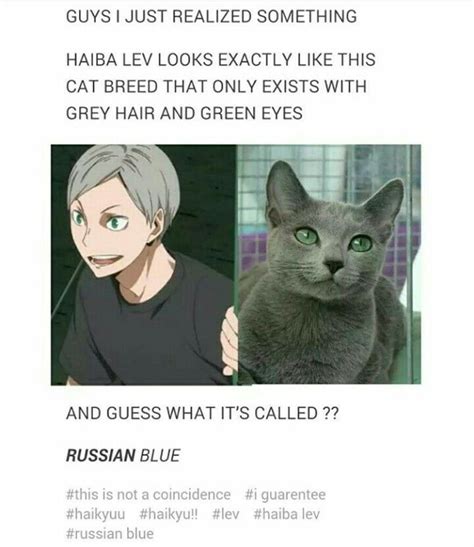 This was definitely said about elaine if you can recall. Lev | Nekoma | Haikyuu | ~Funny Haikyuu~ | Pinterest ...