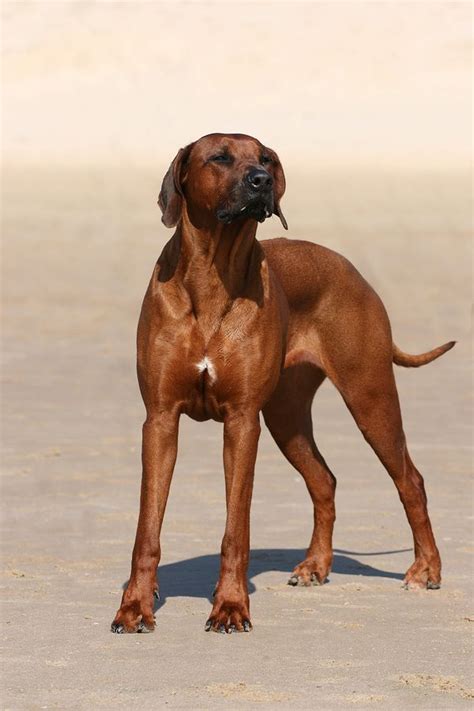 Rhodesian ridgebacks do well with other animals if given the proper socialization at an early stage, although not recommended for a home with small children. 86 best images about rhodesian ridgeback dogs and puppies ...