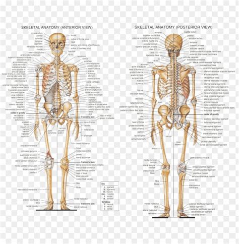 The bones provide a structural framework and protection to the soft organs. anatomy axial skeleton - human skeleton all bones labeled ...