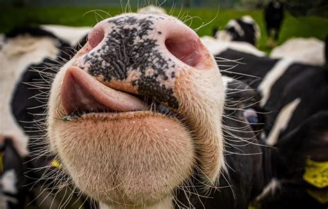 Обои морда, корова, скот, Give us a kiss, or I do tongues ...