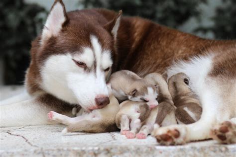 How long are dogs considered puppies? Litter Size: How Many Puppies Can a Dog Have? - My Animals