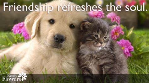 Access 155 of the best friendship quotes today. Kitten Friendship Quotes. QuotesGram