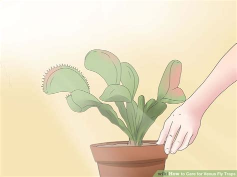 Cacti make use of many structural adaptations, such as shallow roots, fixed spines and thick stems, to survive in the desert where there is minimal rainfall. How to Care for Venus Fly Traps | Fly traps, Venus fly ...