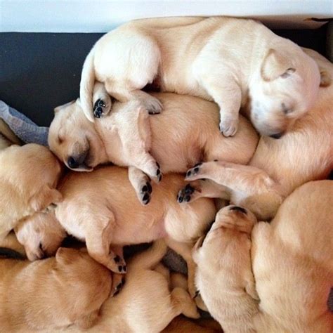 Learn about how pile of puppies is helping to bring joy to chronically ill children. A pile of puppies.... | Puppies, Cute animals, Cute puppies