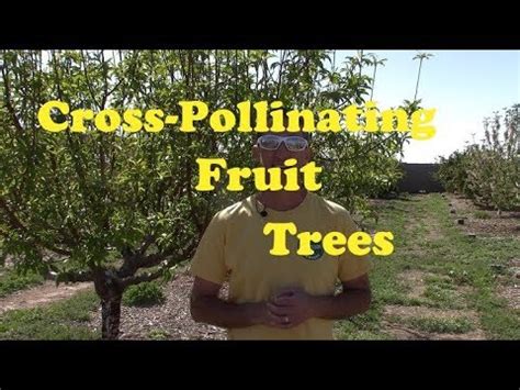 From what i understand even different flowers from the same cultivar will not pollinate each other, you will require flower from a different. Cross Pollinating Fruit Trees - Traditional Method - YouTube