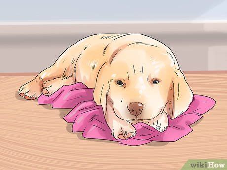 Is your new puppy more whine than roses when they're in his or her crate? 3 Ways to Get a Puppy to Stop Crying - wikiHow Pet