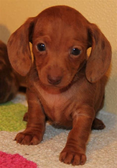 She was sooooo cute.still is though. Red Dapple Miniature Dachshund puppies in CO, AL, AZ, AR ...