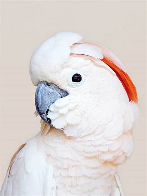 Printed on 100% cotton watercolour textured paper, art prints would be at home in any gallery. Salmon Crested Cockatoo Poster - Urban Road