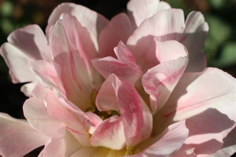 This pretty, sweet smelling flower has all what it takes to be the prettiest flower in the world. Beautiful Angelique Tulip close up - April 2017 ...