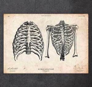Rib cage bragging might is the latest body trend to promote unrealistic body images. Rib cage print II | Anatomy art, Unique art prints ...