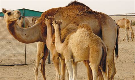 Camel thorn (vachellia erioloba prev. Ship of the desert: Camel capers - Newspaper - DAWN.COM