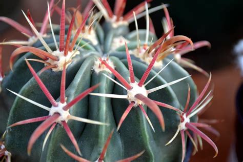 How to grow barrel cactus. The Outlaw Gardener: Bark and Garden Part Two