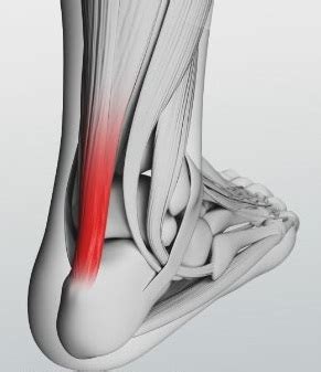 It's okay if your knee bends forward, so long as your foot stays flat. Flashcards - Muscle Flashcards | Study.com