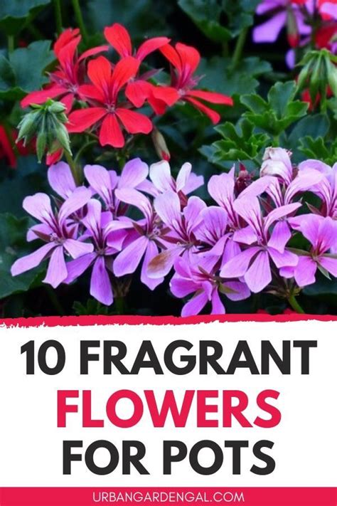 Pots should have ample drainage so that water doesn't collect at the bottom of the pot and cause root rot. 10 Best Fragrant Flowers For Pots in 2020 | Fragrant ...