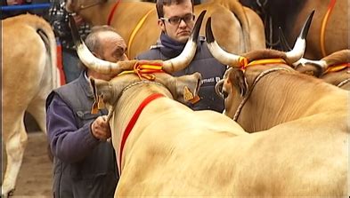 También encontrarás pisos en alquiler y obra nueva en cangas del narcea. Hasta 400 vacas de raza asturiana subastadas en Cangas del ...