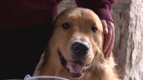 We bring a transport of 40 and more every month from kill shelters in north carolina. Toledo Animal Rescue hosts first annual Walks and Wags ...