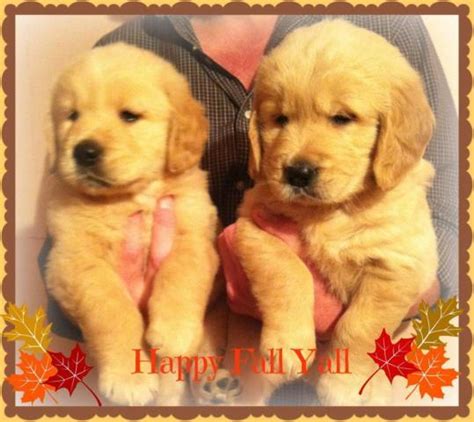 The mother is a beautiful deep red american, and the father is. BEAUTIFUL AKC GOLDEN RETRIEVER PUPPIES for Sale in Big ...