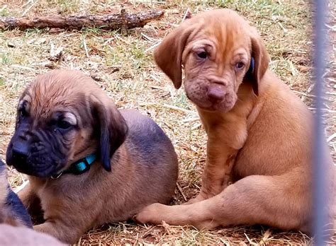 Feel free to browse hundreds of active classified. Bloodhound Puppies For Sale | Decatur, TX #277313