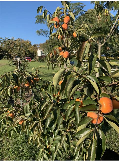 Bletting is somewhat similar to a persimmon's ripening process. Persimmon tree drop all the flowers. Need advice - General ...