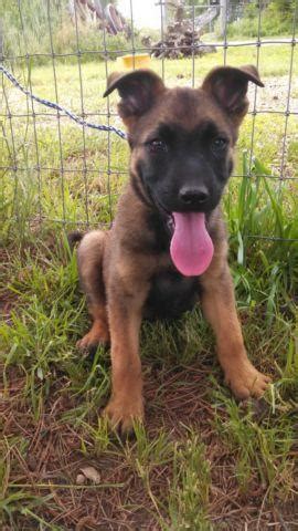 German shepherd dog puppies for sale in colorado (co), usa. German Shepherd/Belgian Malinois cross puppies for sale ...