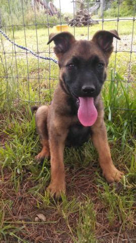 We are booking for spring/summer litter 2022. German Shepherd/Belgian Malinois cross puppies for sale ...