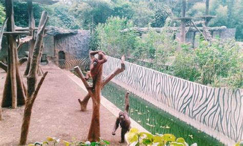 Harga tiket masuk dufan terbaru 2021. 10 Foto Kebun Binatang Bandung Januari-2021 Harga Tiket ...