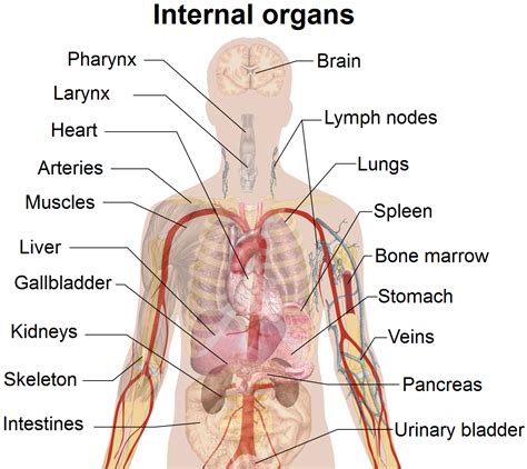 Blood from the upper body, e.g. David Tatum