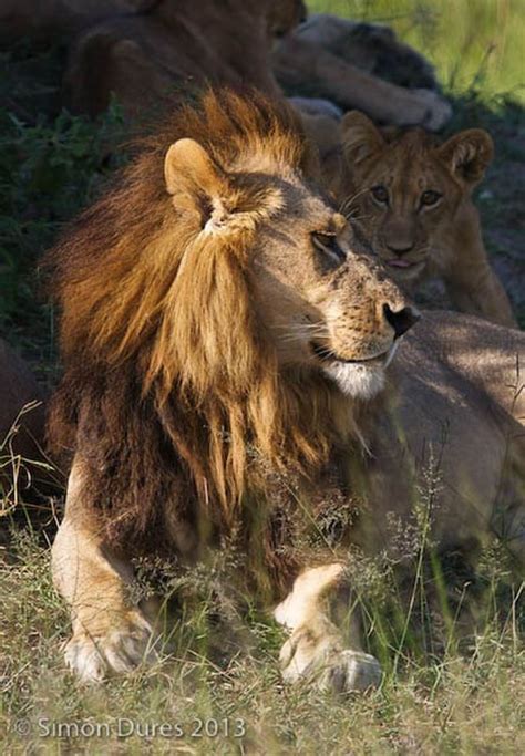 Muchas leonas tienen una especie de collar que puede ser aparente en ciertas posturas, lo cual ha llevado a que algunas veces, en esculturas y dibujos, especialmente en el arte antiguo, el collar de las leonas sea malinterpretado como la melena del macho. A cinco leonas les crece melena y empiezan a actuar como ...