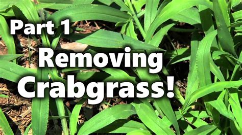 However, we will always be here to answer your questions. Removing Crabgrass 1 - YouTube