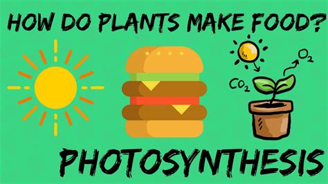 (ii) sunlight is important because they provide the energy needed for a plant to make its food. PHOTOSYNTHESIS : HOW DO PLANTS MAKE FOOD? | HOW DO PLANTS ...