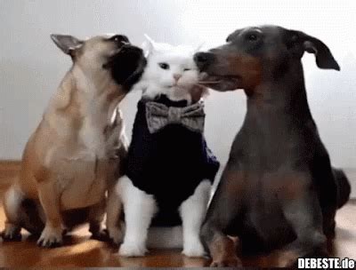 Mein interesse ist seit jahren (neeeiiin, nicht nur die mädels) das sammeln von lustigen tier gifs. Sauber machen.. | Lustige tiere, Ausgestopftes tier, Hund ...